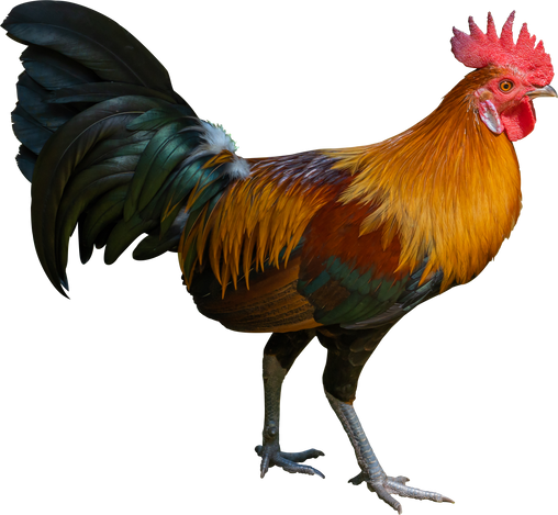 rooster isolated